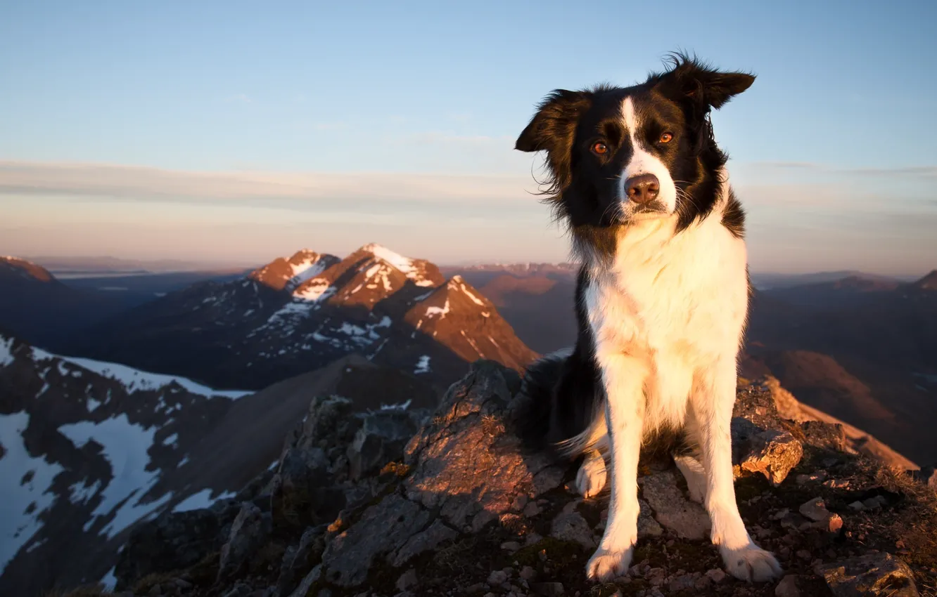 Photo wallpaper look, mountains, dog, The border collie