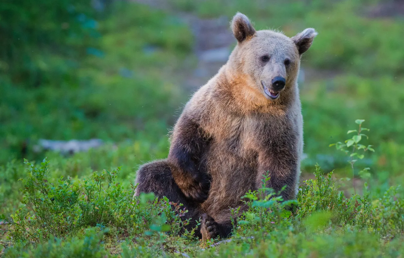 Photo wallpaper bear, brown bear, the Bruins