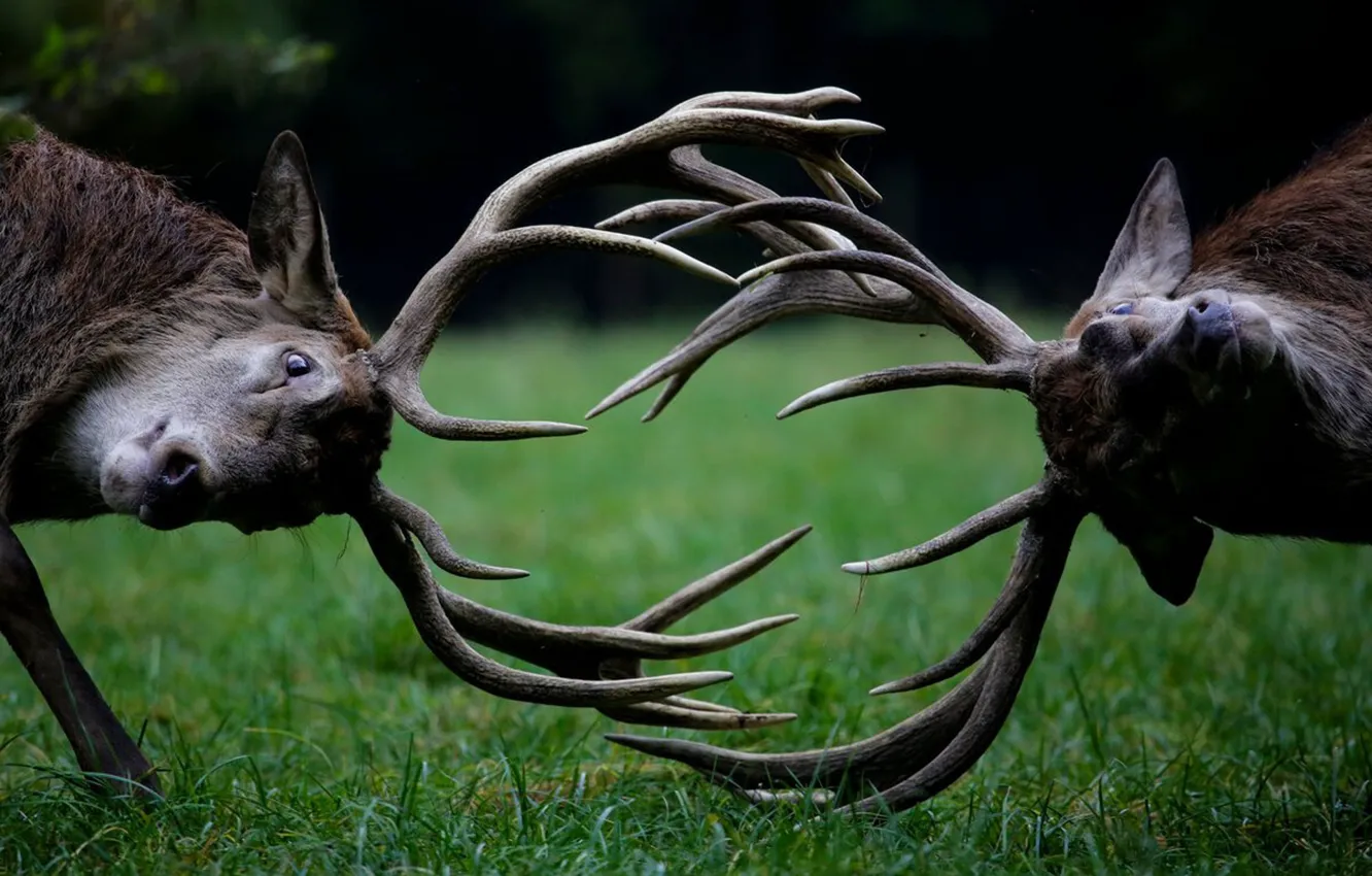 Photo wallpaper horns, animal, battle, deer, wildlife