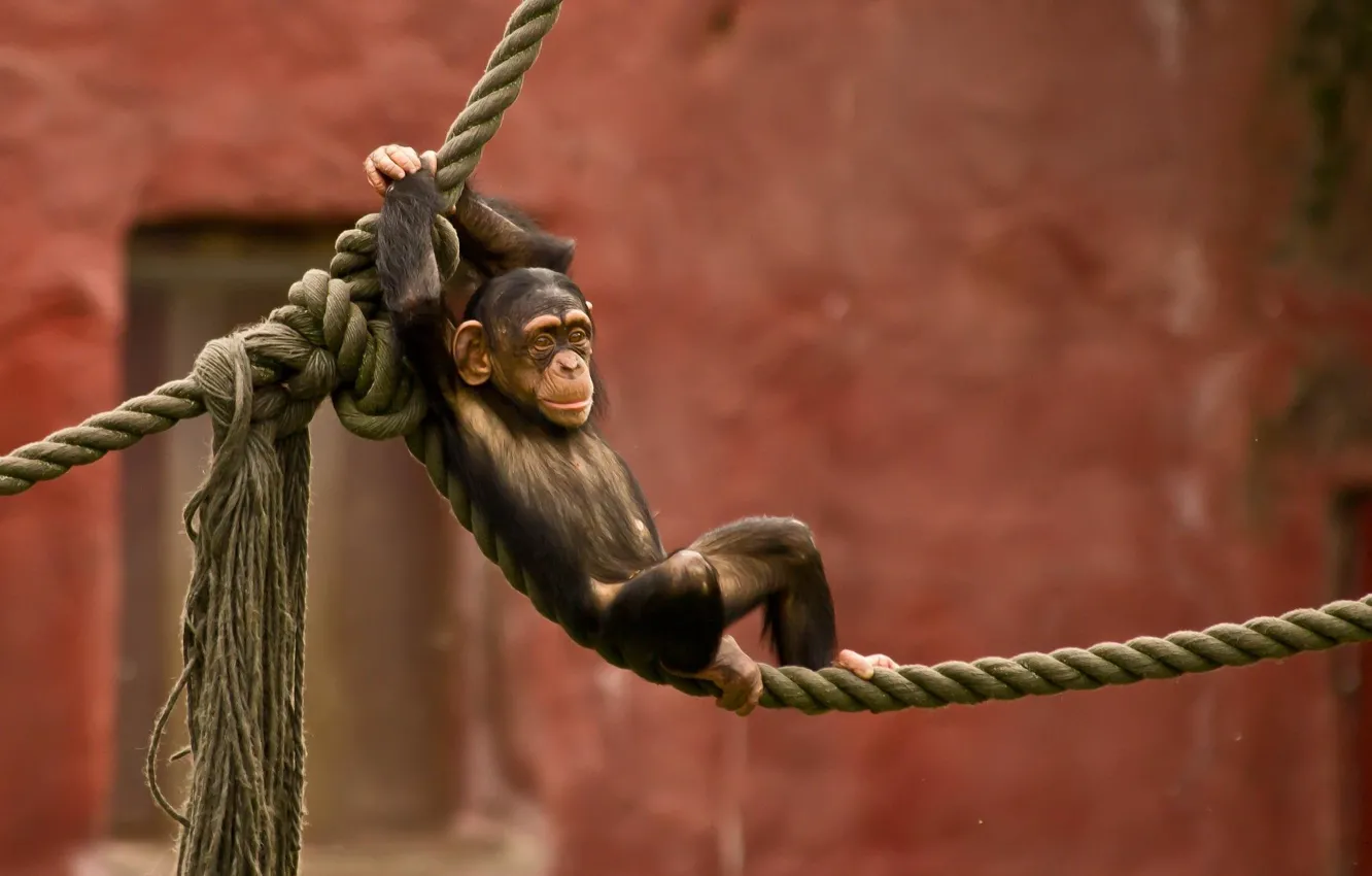Photo wallpaper photo, baby, rope, chimpanzees