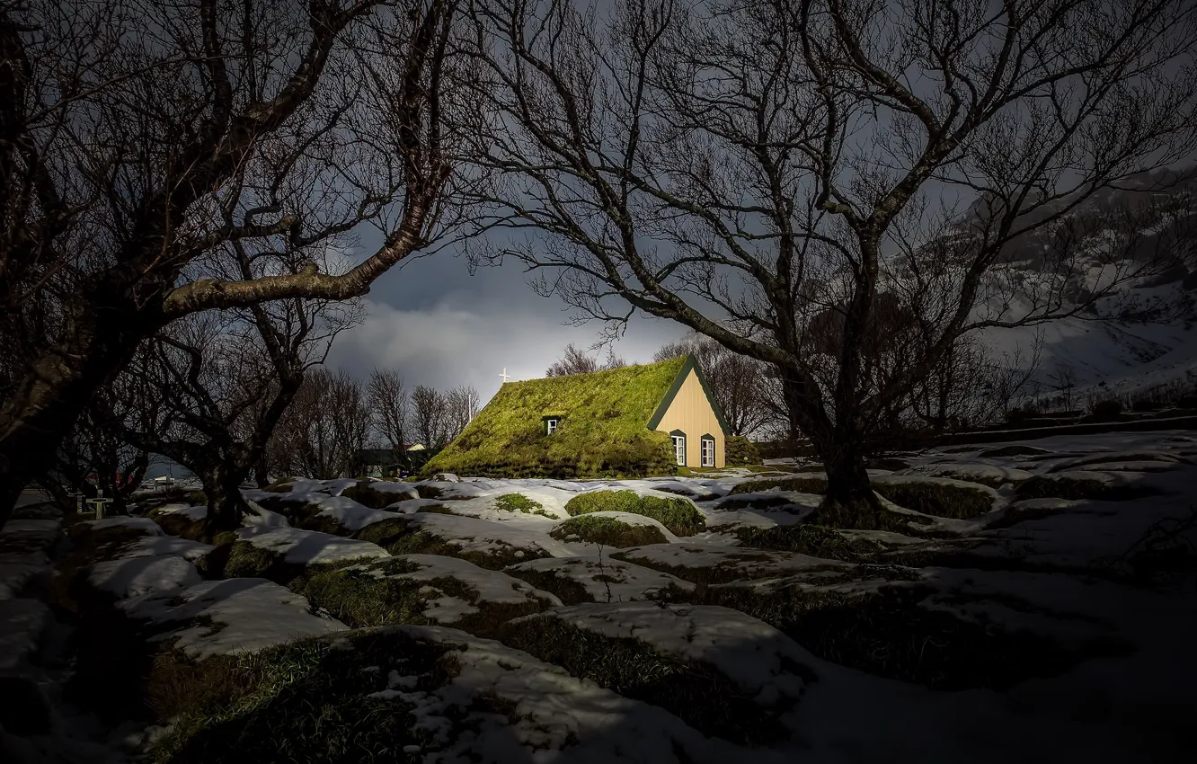 Photo wallpaper trees, background, cemetery
