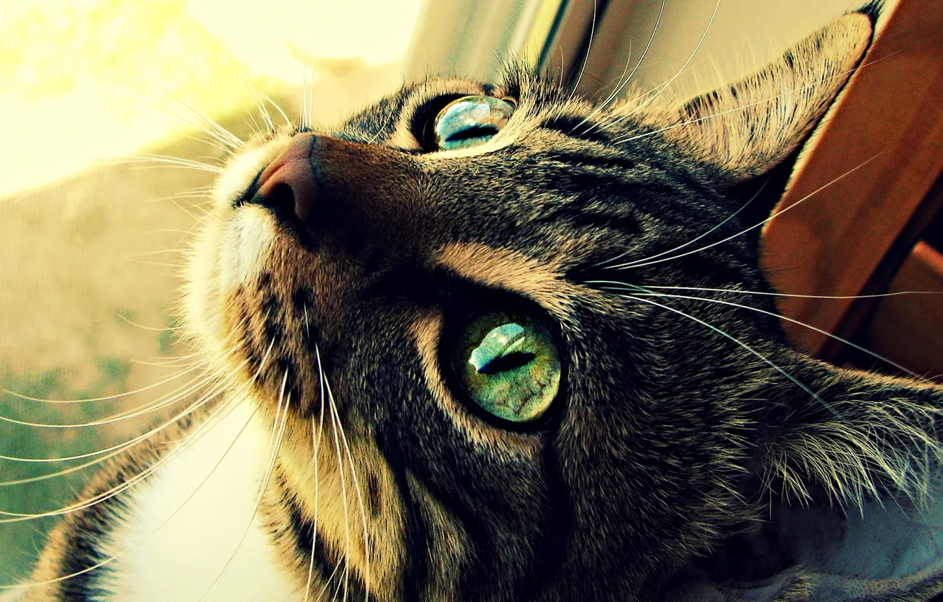 Photo wallpaper cat, eyes, cat, wool, green, Kote
