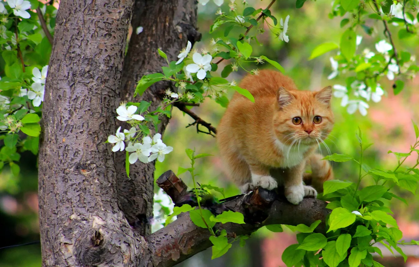 Photo wallpaper cat, cat, tree, spring, red, flowering, on the tree, cats flew
