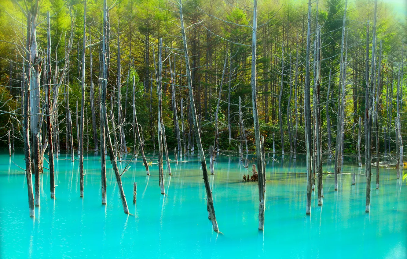 Photo wallpaper forest, trees, lake, trunks, blue