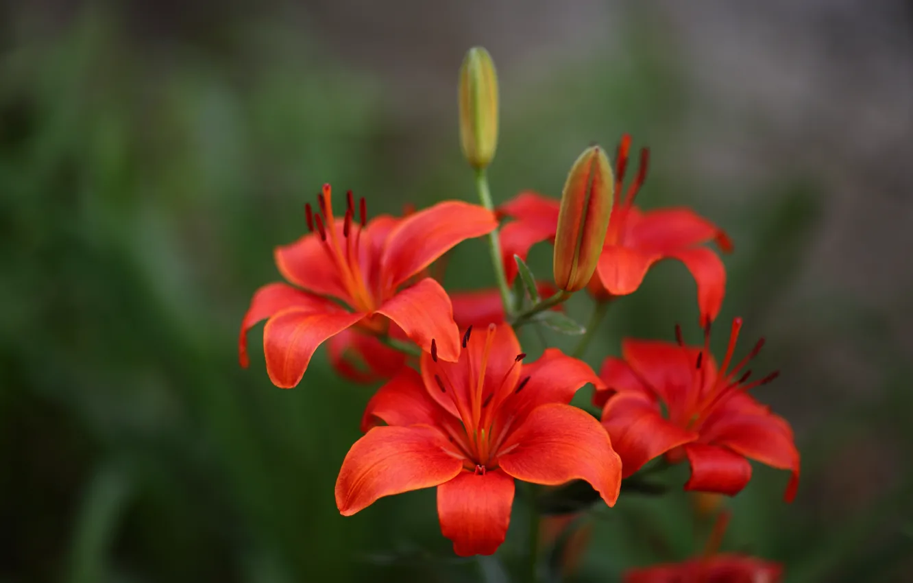 Photo wallpaper macro, background, Lily, petals, buds, scarlet
