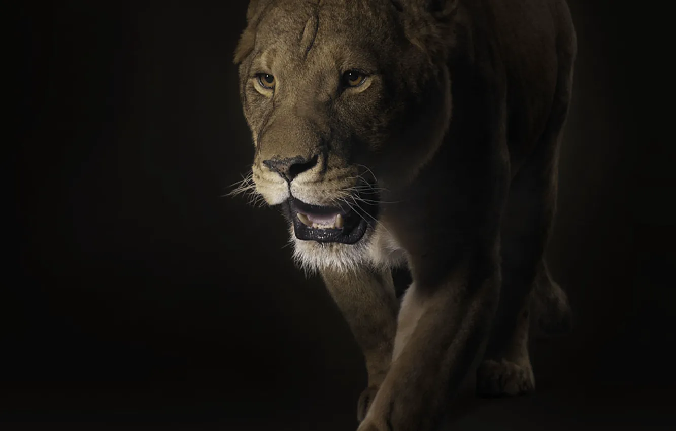 Photo wallpaper black, predator, lioness