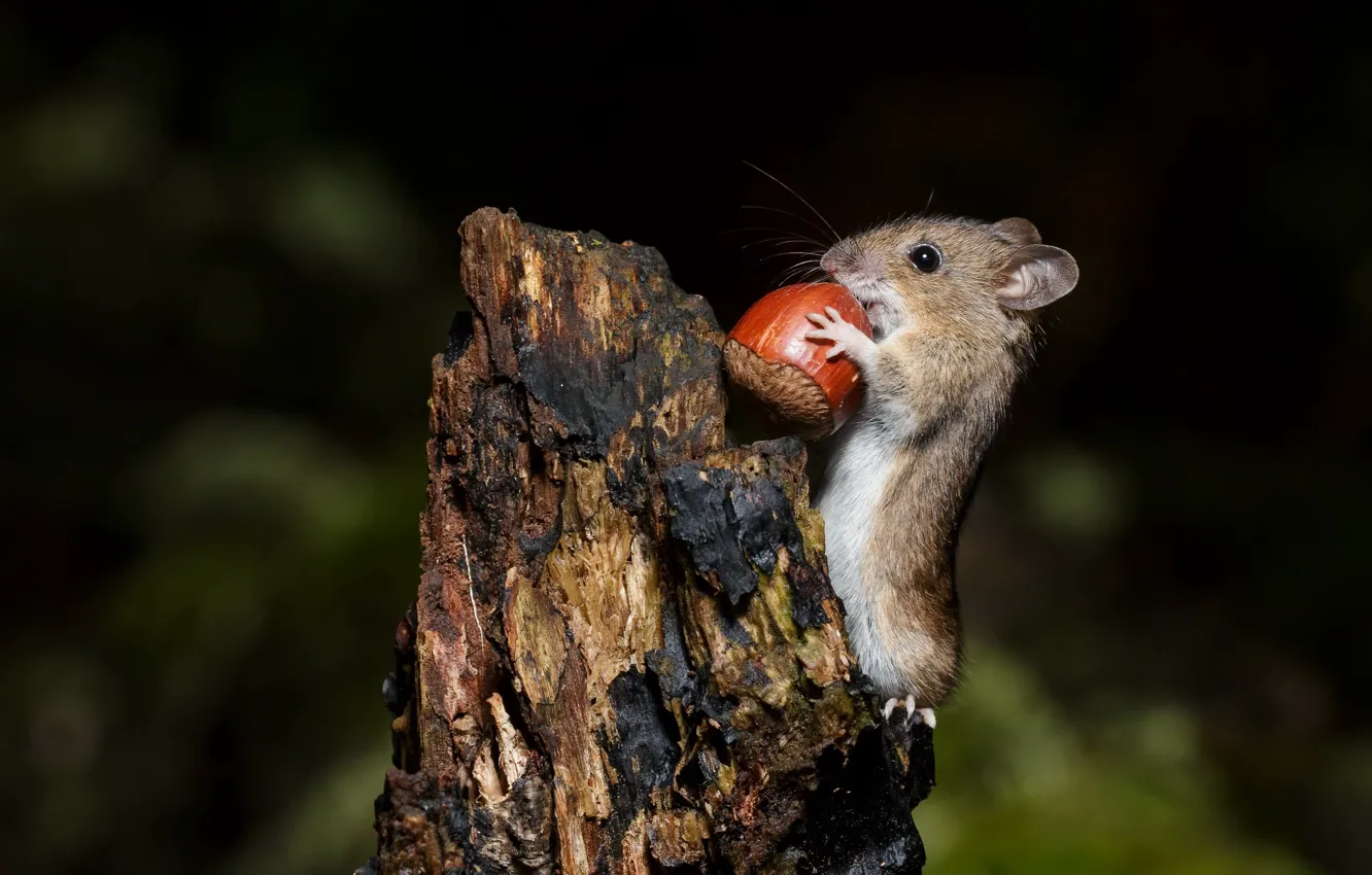 Photo wallpaper nature, mouse, walnut