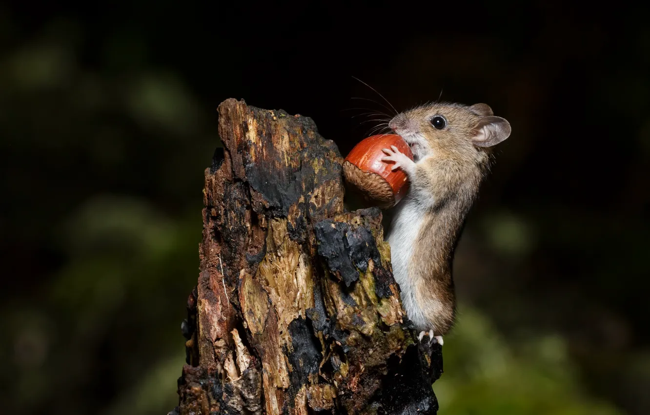 Photo wallpaper nature, mouse, nuts