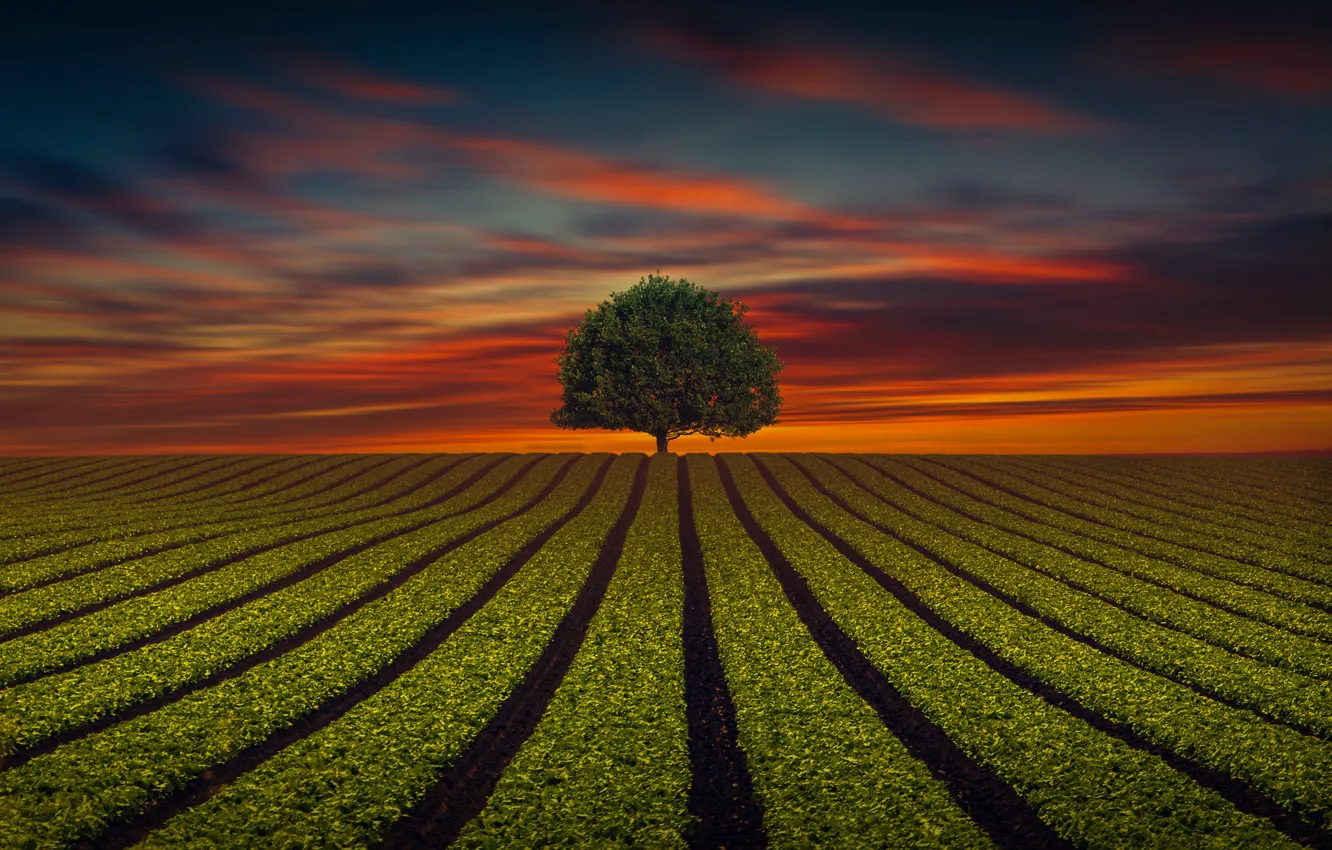 Photo wallpaper field, the sky, strip, tree, the evening