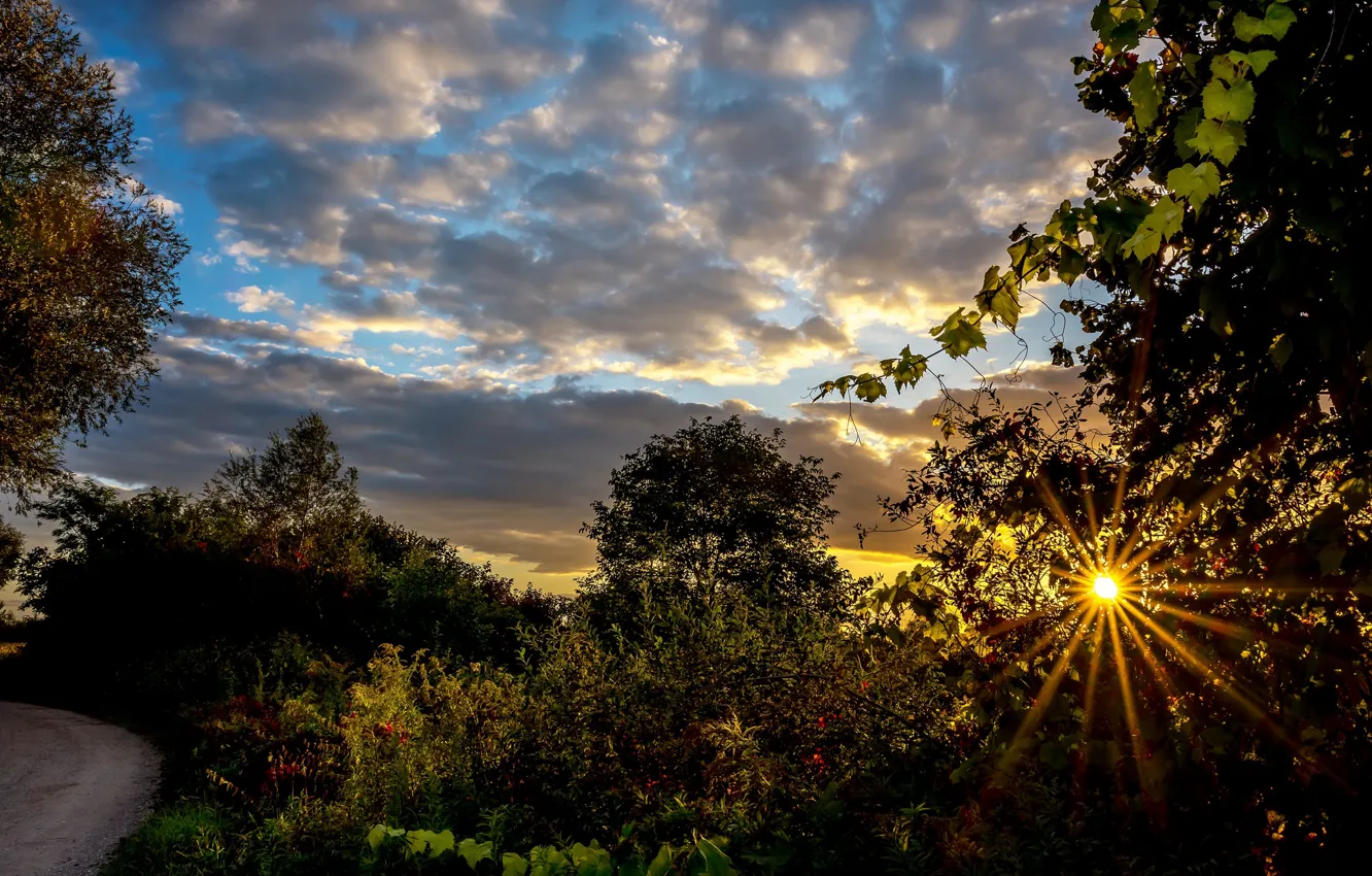 Photo wallpaper the sky, trees, sunset, rays of light