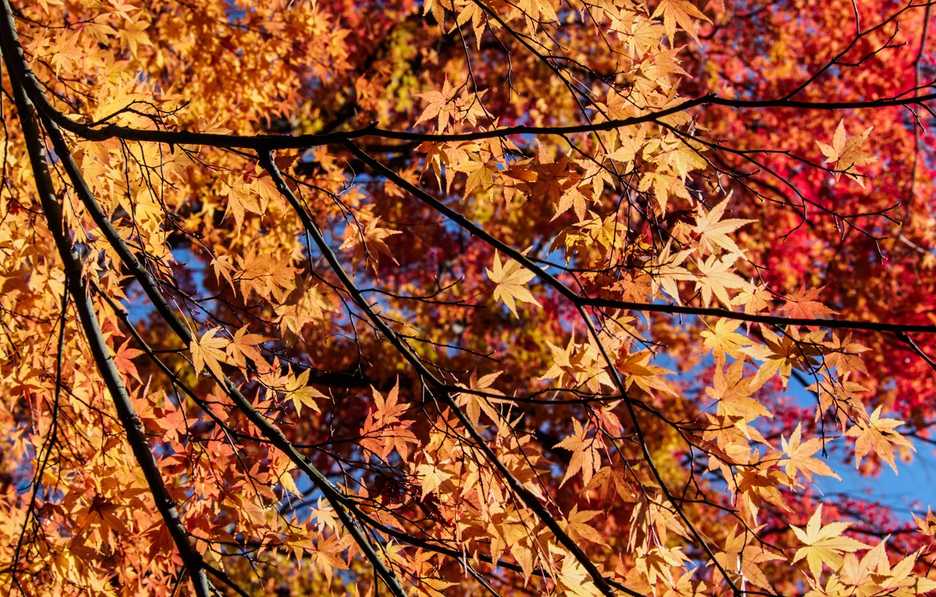 Photo wallpaper autumn, leaves, colorful, maple, autumn, leaves, autumn, maple