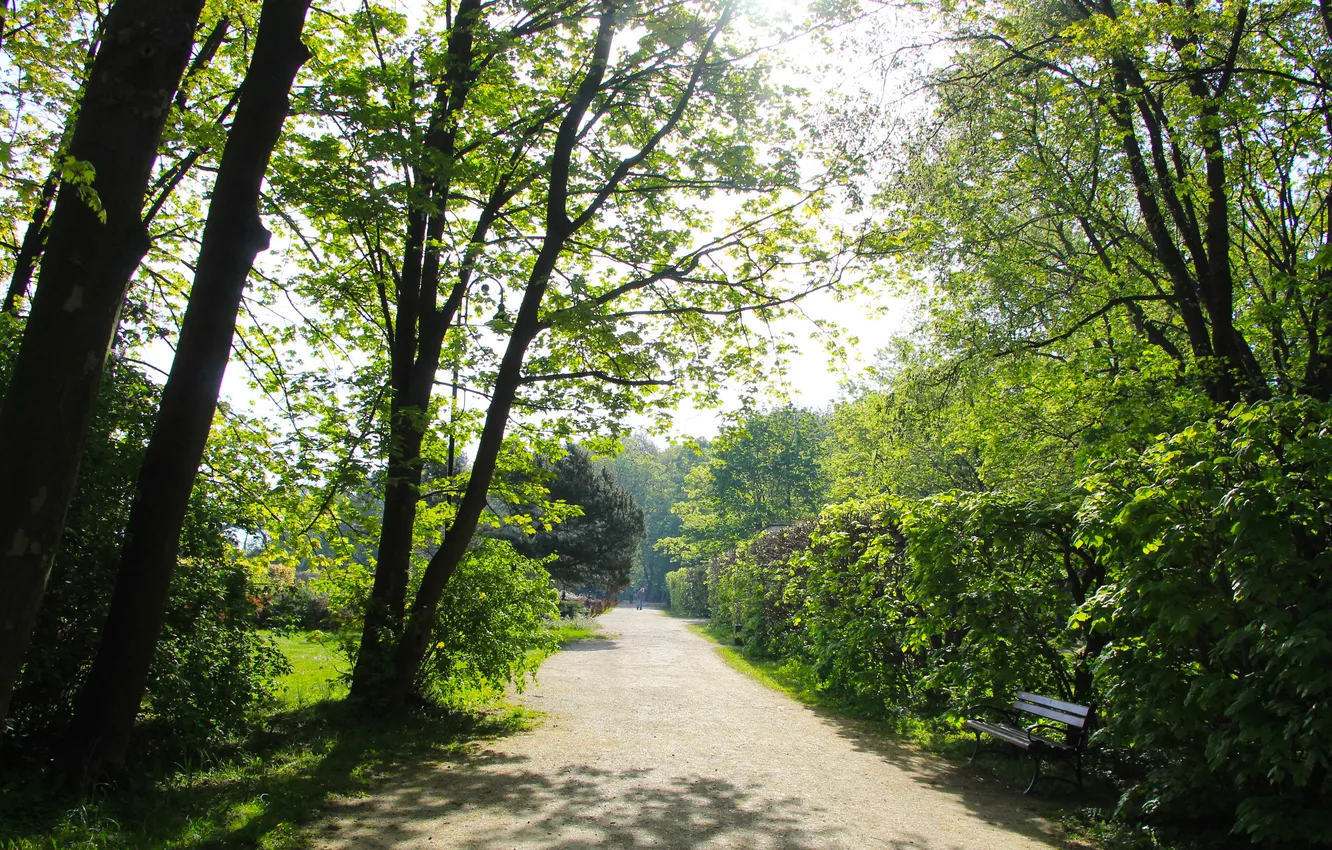 Photo wallpaper trees, park, spring, alley