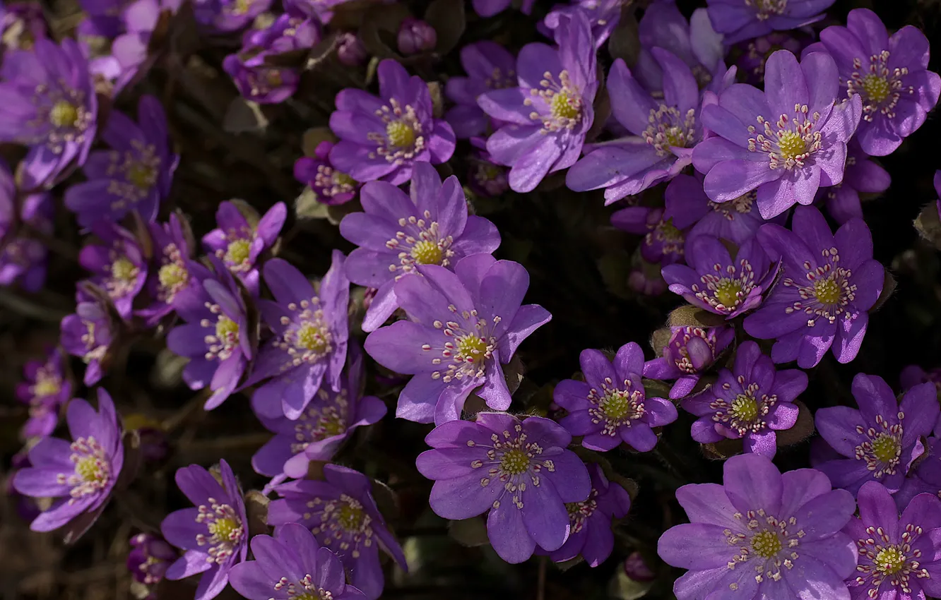 Photo wallpaper spring, flowers, a lot, Pechenocna, Hepatica