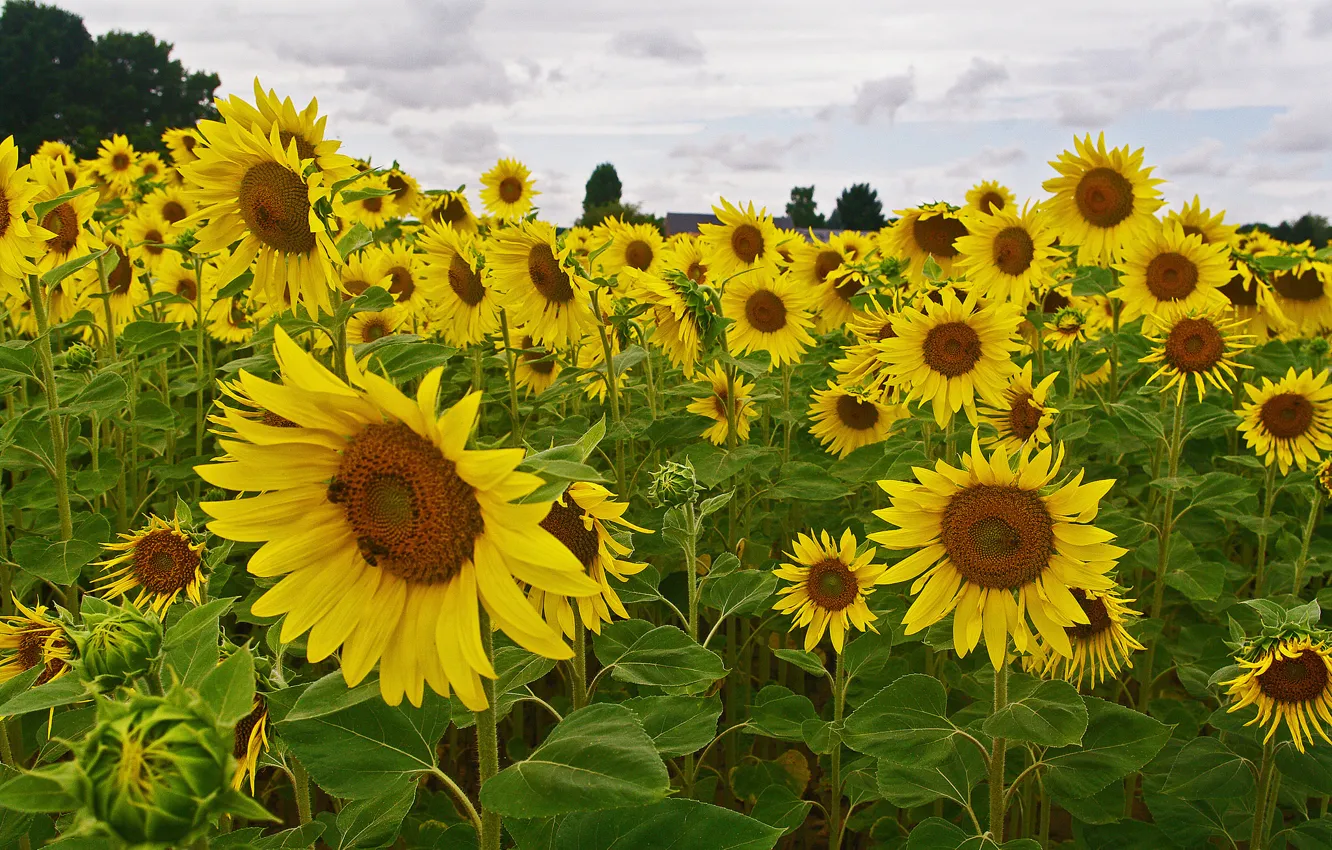 Photo wallpaper field, the sky, trees, sunflowers, flowers, petals