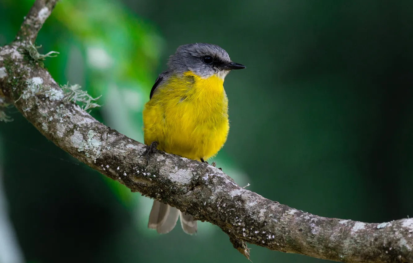 Photo wallpaper branches, bird, bird