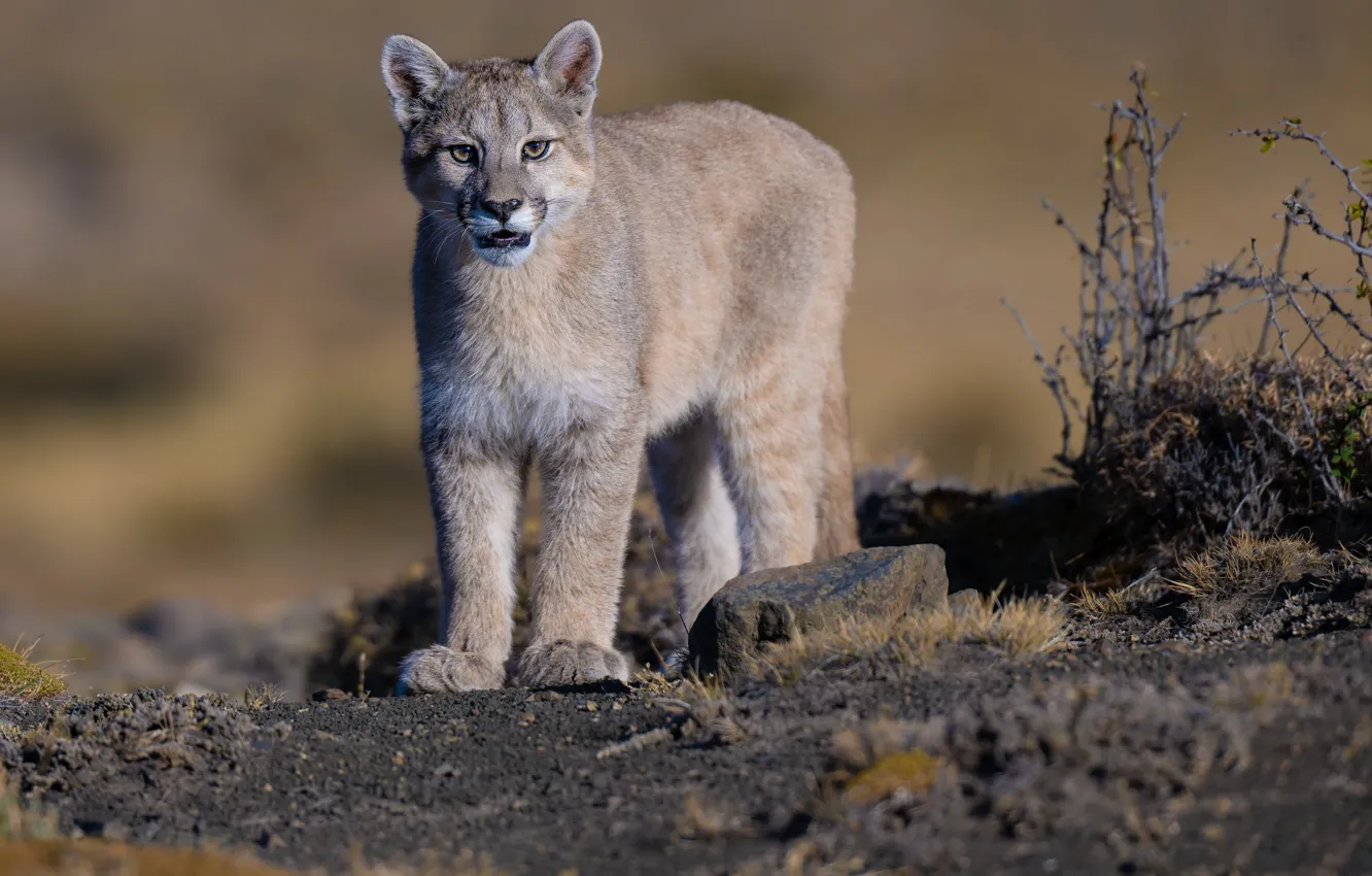 Photo wallpaper Puma, wild cat, mountain lion, Cougar