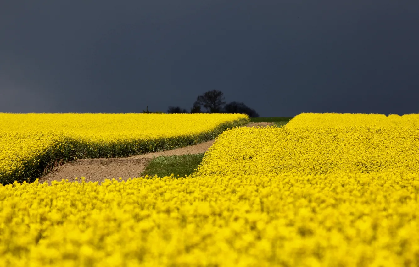 Photo wallpaper the sky, clouds, rape, rapeseed field