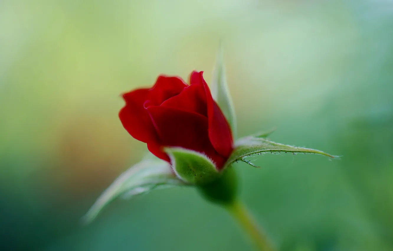 Photo wallpaper flower, macro, nature, green, rose, color, focus, blur