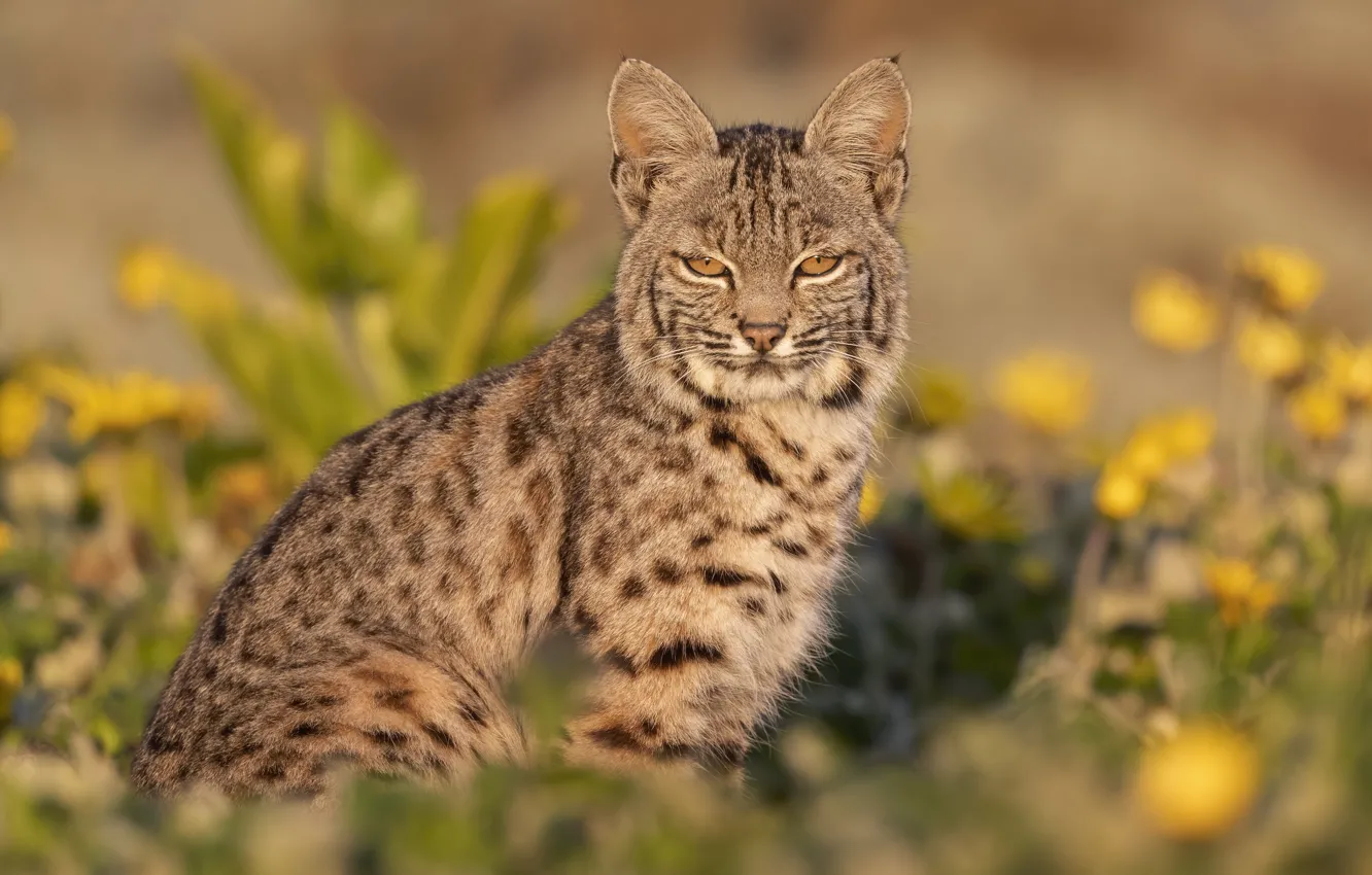 Photo wallpaper look, face, light, flowers, lynx, sitting
