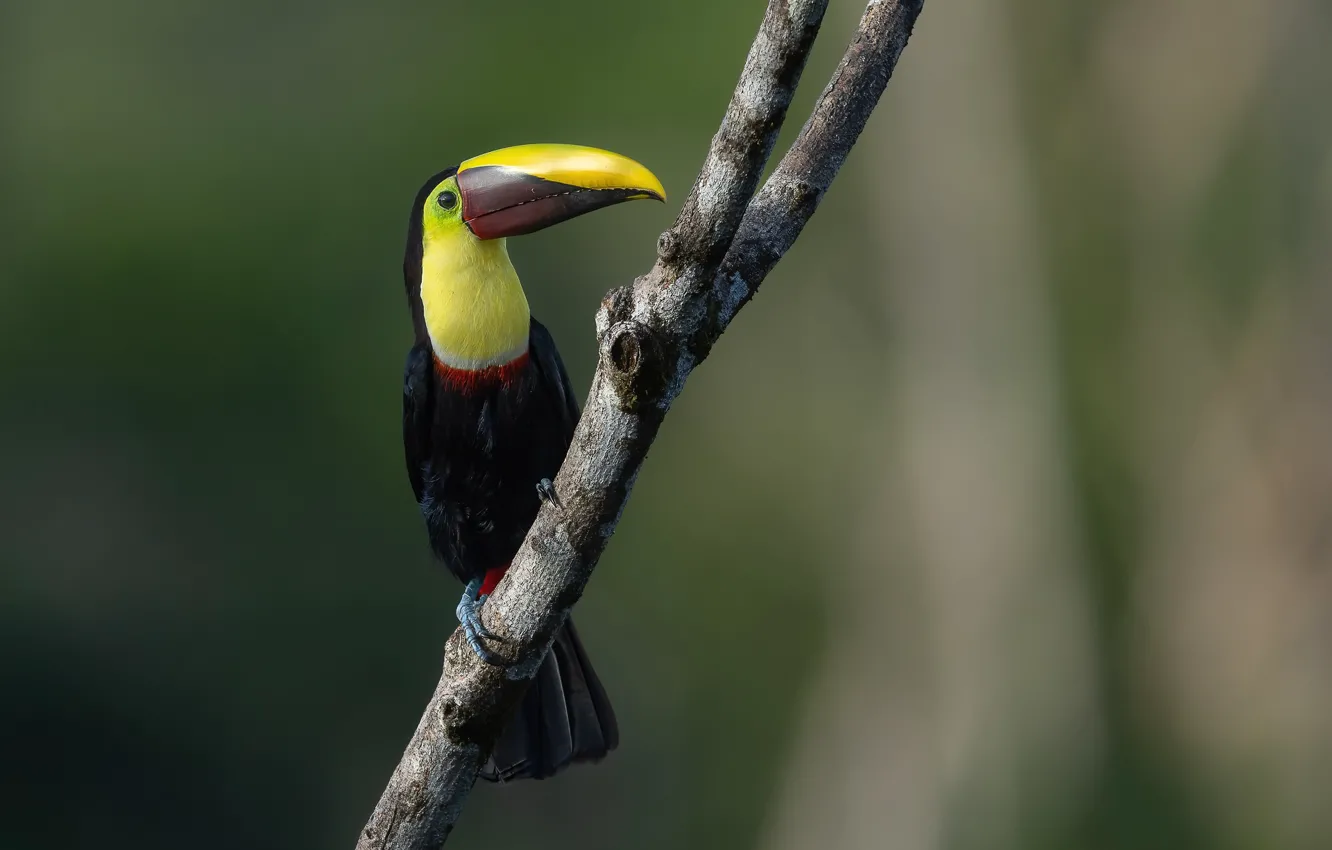 Photo wallpaper branches, background, bird, Toucan