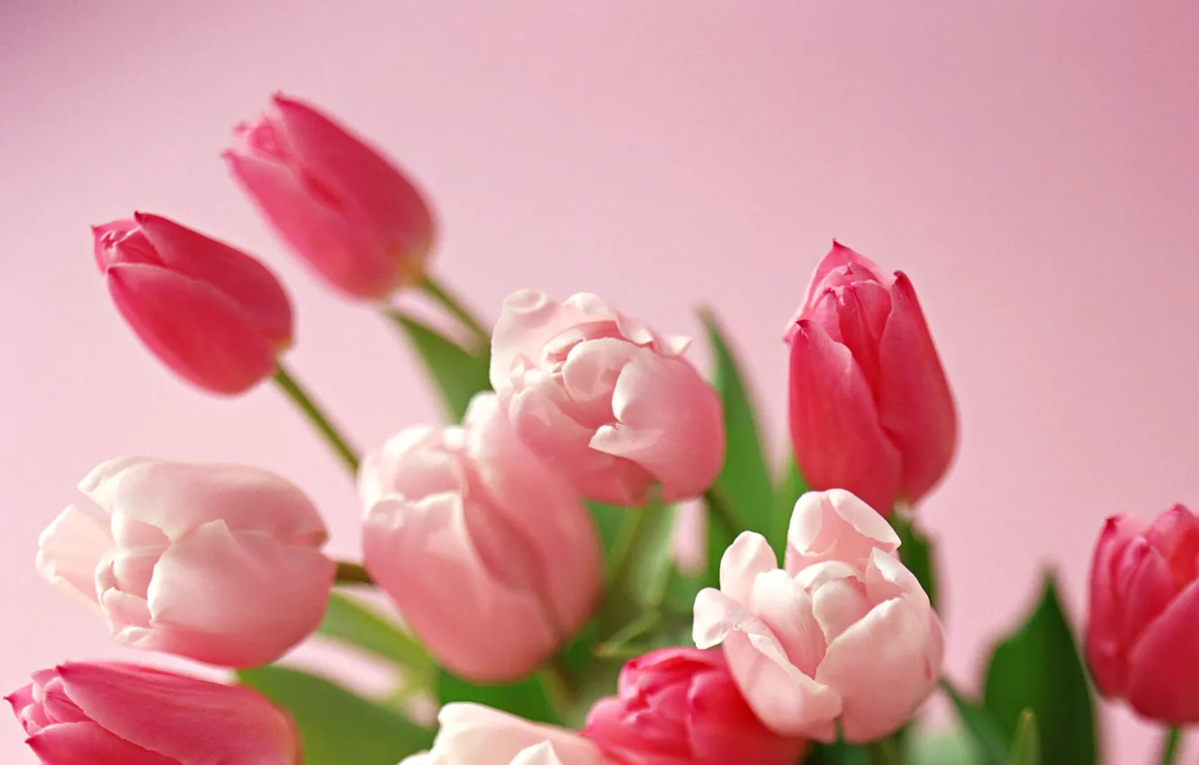 Photo wallpaper Wallpaper, bouquet, tulips, leaves, buds