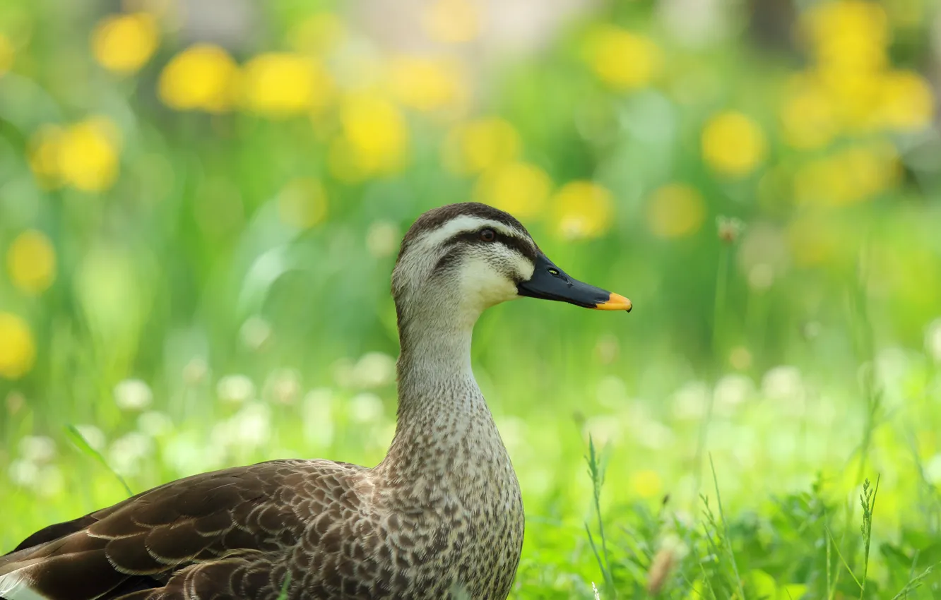 Photo wallpaper greens, grass, flowers, background, bird, glade, duck, bokeh