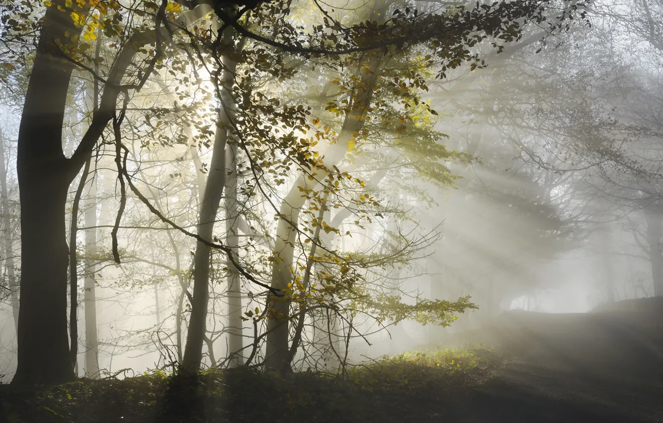 Photo wallpaper road, forest, light, morning