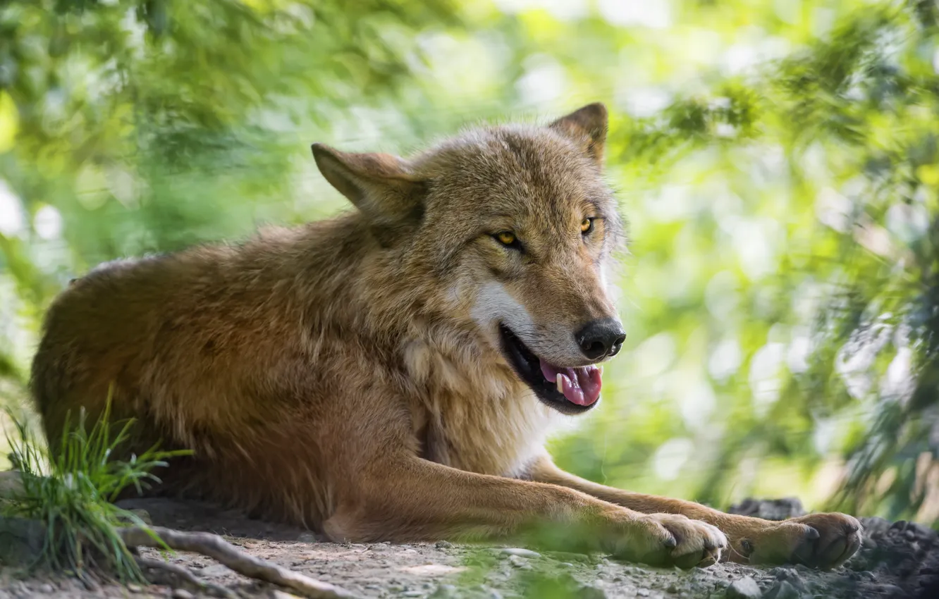 Photo wallpaper wolf, predator, ©Tambako The Jaguar