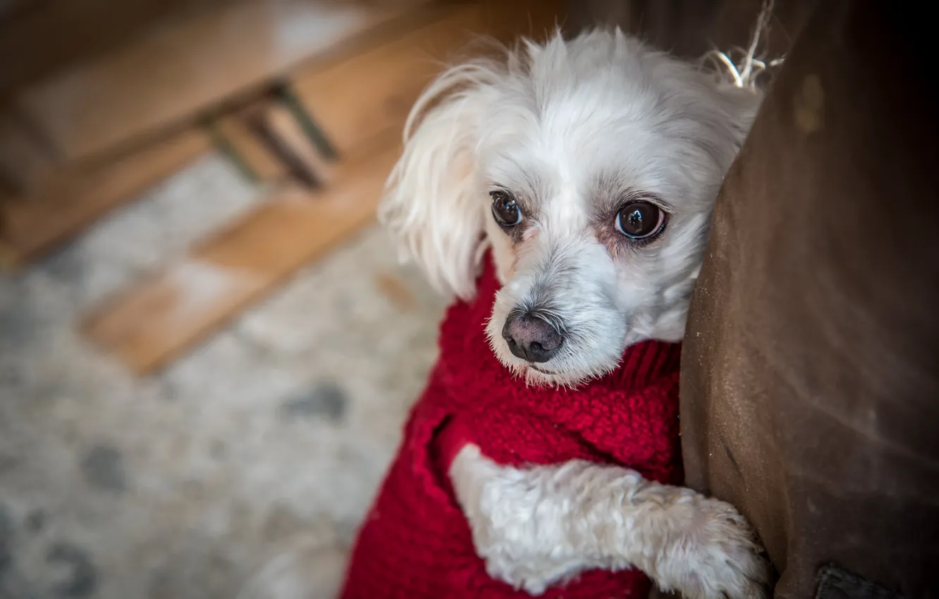 Photo wallpaper animal, dog, sweater