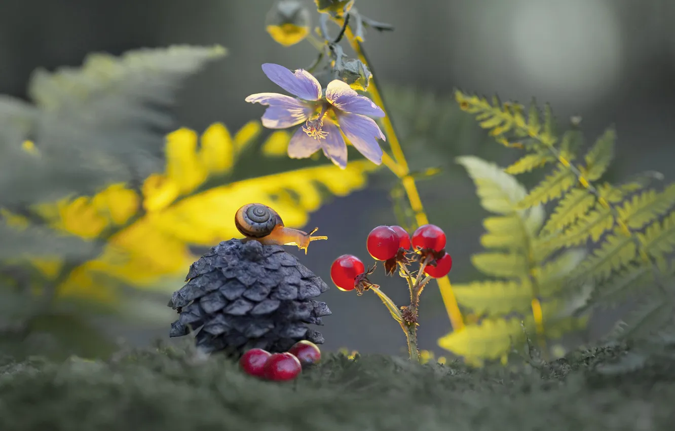 Photo wallpaper flowers, berries, snail, the beauty, bokeh, Alexander Gvozd, behind the bone