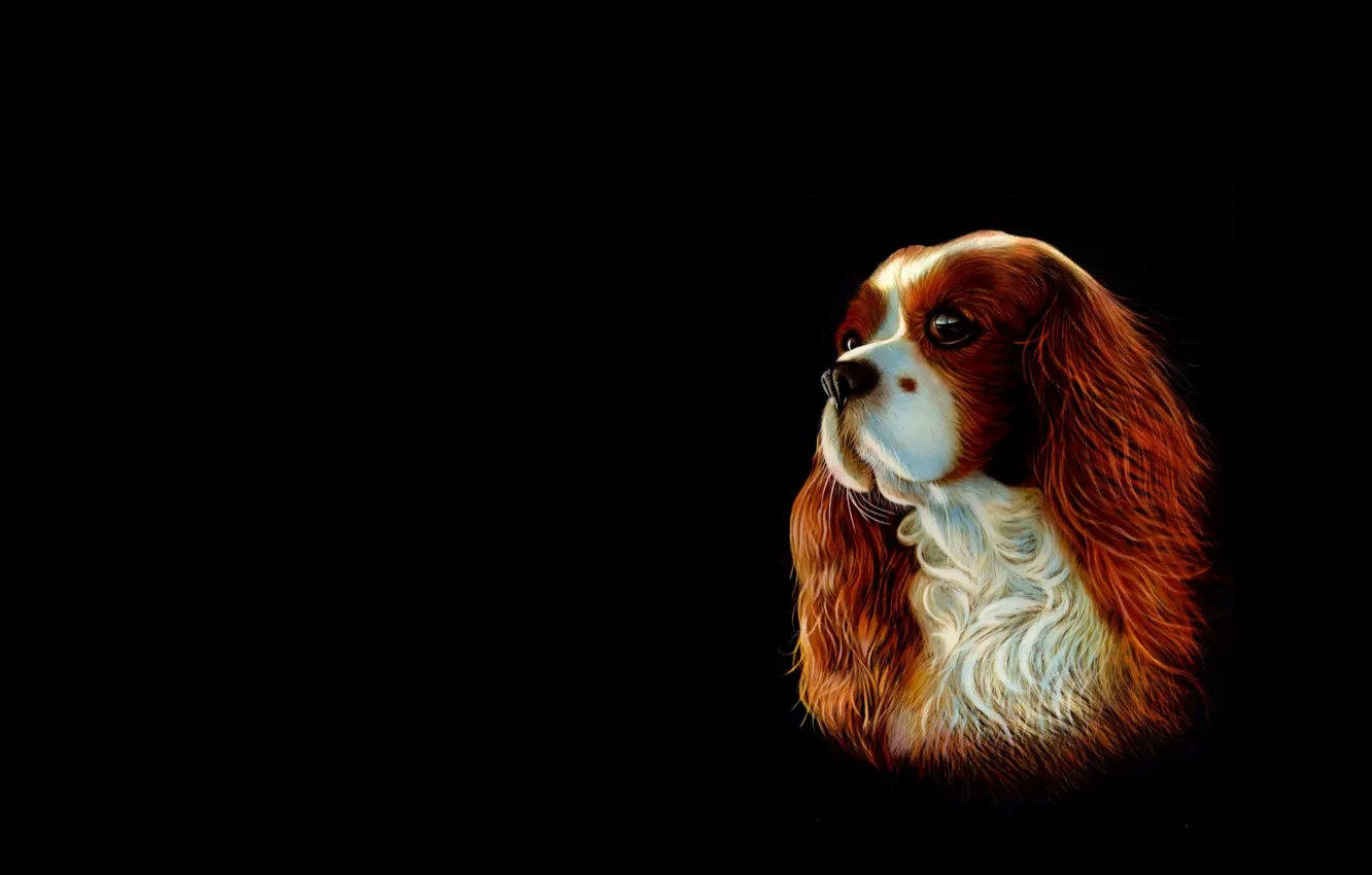 Photo wallpaper background, dog, art, Spaniel