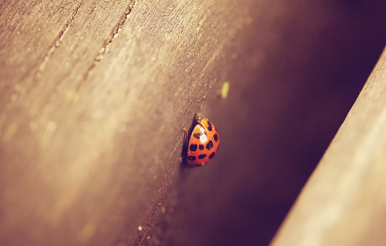 Photo wallpaper red, ladybug, beetle, spot
