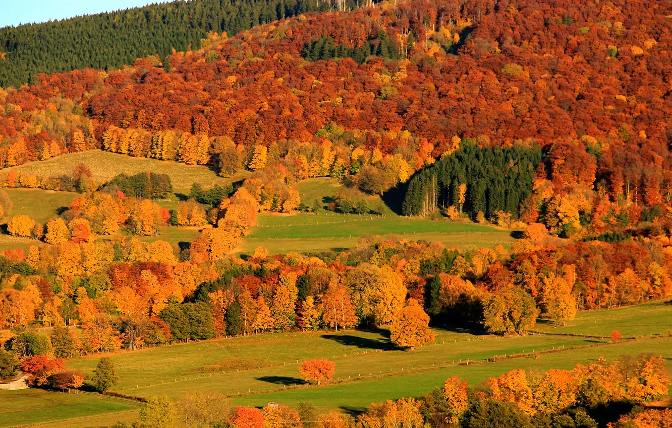Photo wallpaper autumn, forest, trees, mountains, slope