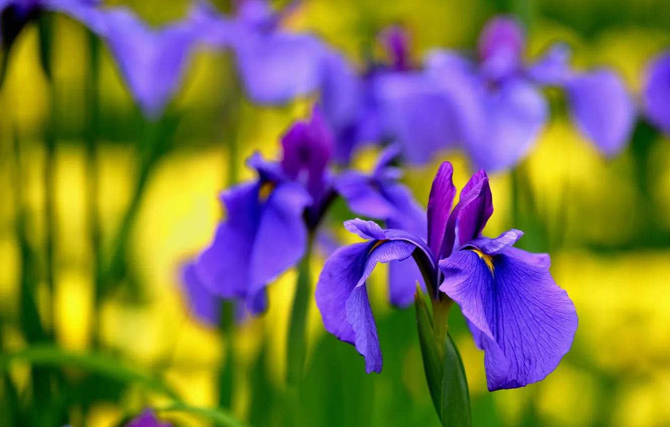 Photo wallpaper petals, garden, flowerbed, iris