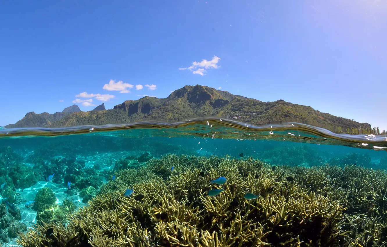 Photo wallpaper beauty, Polynesia, corals, Laguna, blue sky, Moorea, Moorea, Lagoon