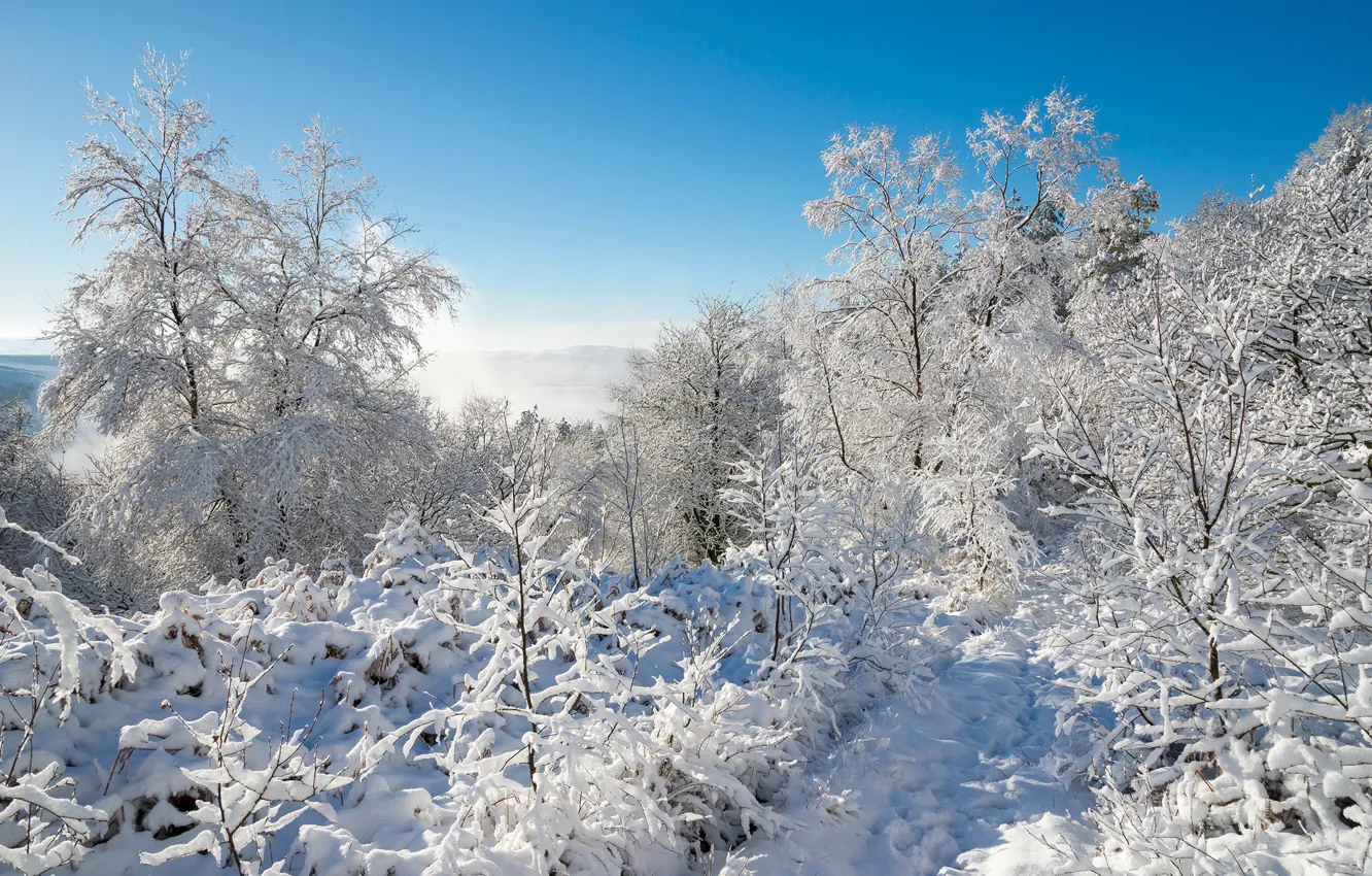Photo wallpaper winter, the sun, snow, trees