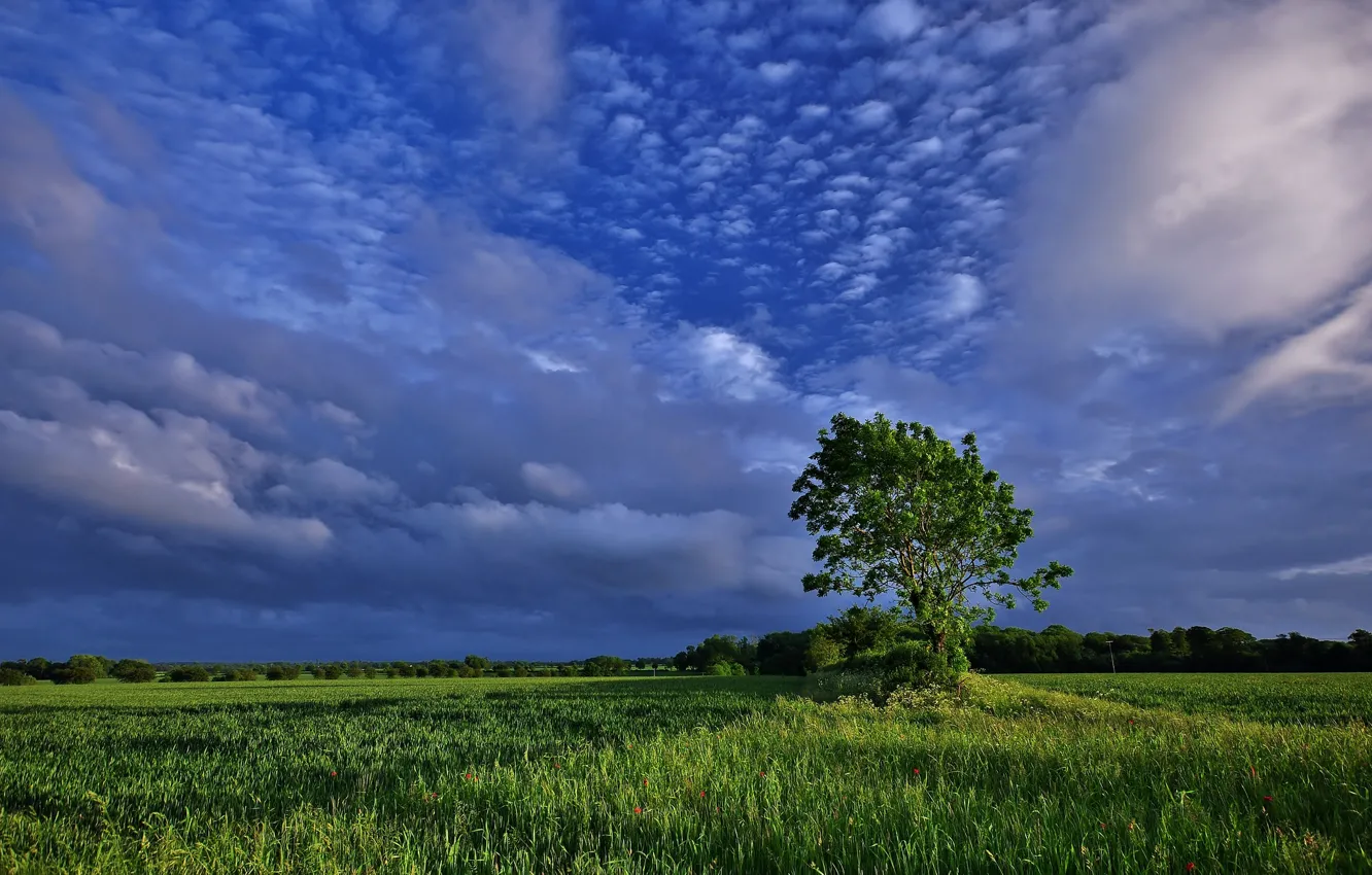 Photo wallpaper field, clouds, trees, nature