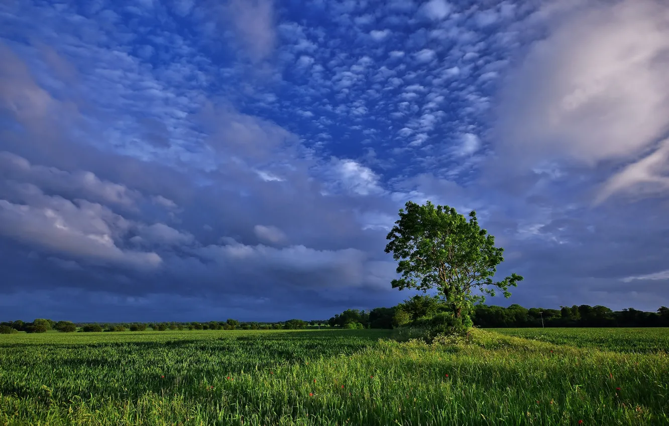 Photo wallpaper field, clouds, nature, tree