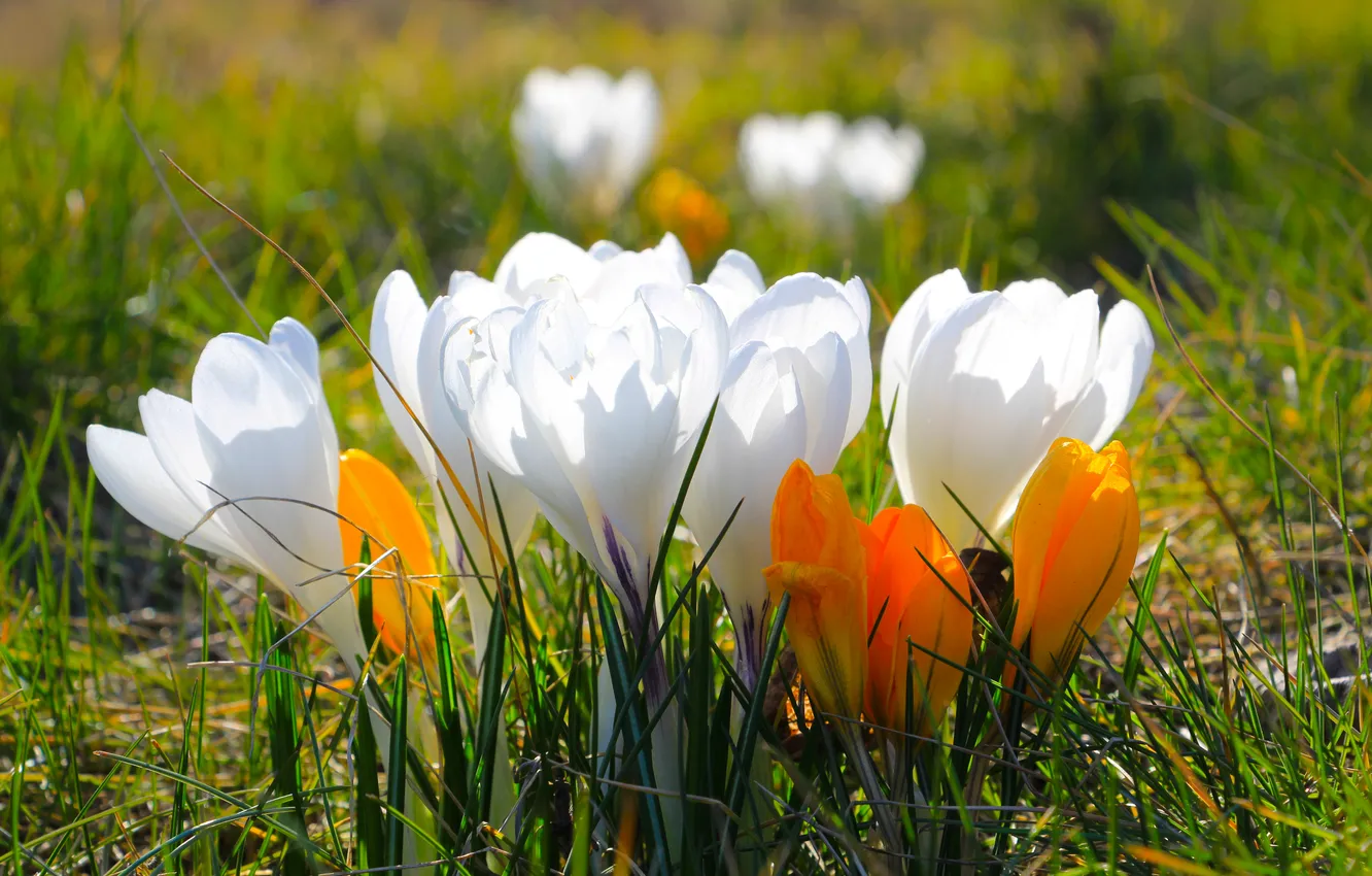 Photo wallpaper flower, spring, Crocus