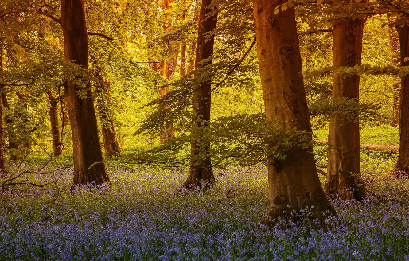 Photo wallpaper forest, trees, flowers, England, bells, England, North Yorkshire, North Yorkshire