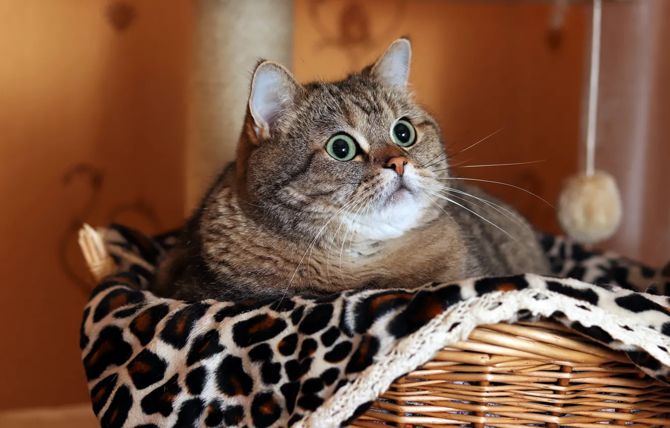 Photo wallpaper cat, cat, look, face, pose, grey, portrait, lies