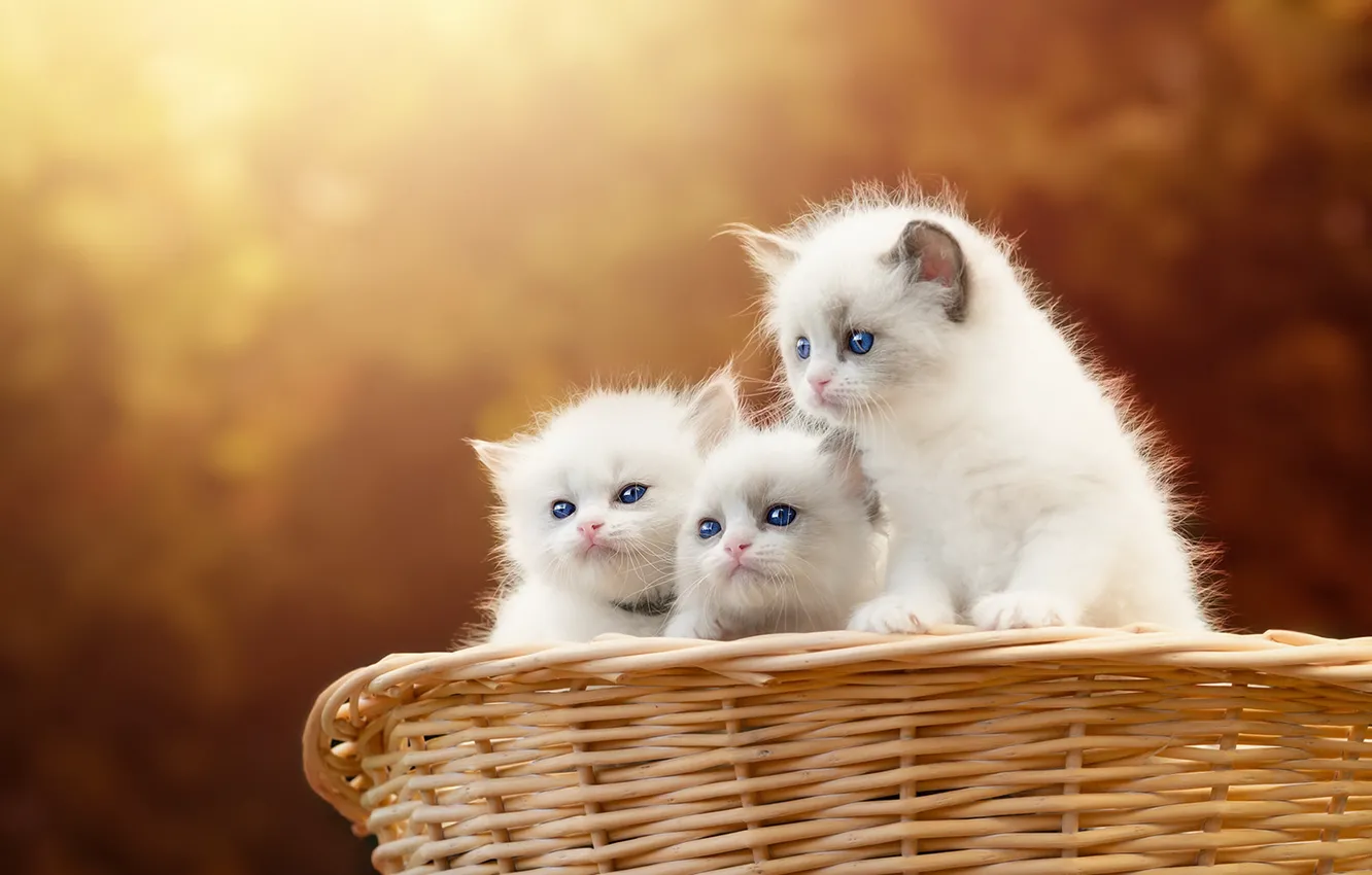 Photo wallpaper autumn, cat, look, light, nature, pose, white, kitty