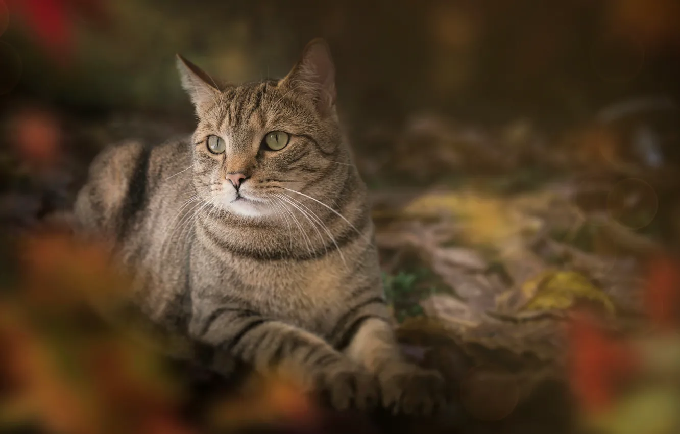 Photo wallpaper cat, cat, grey