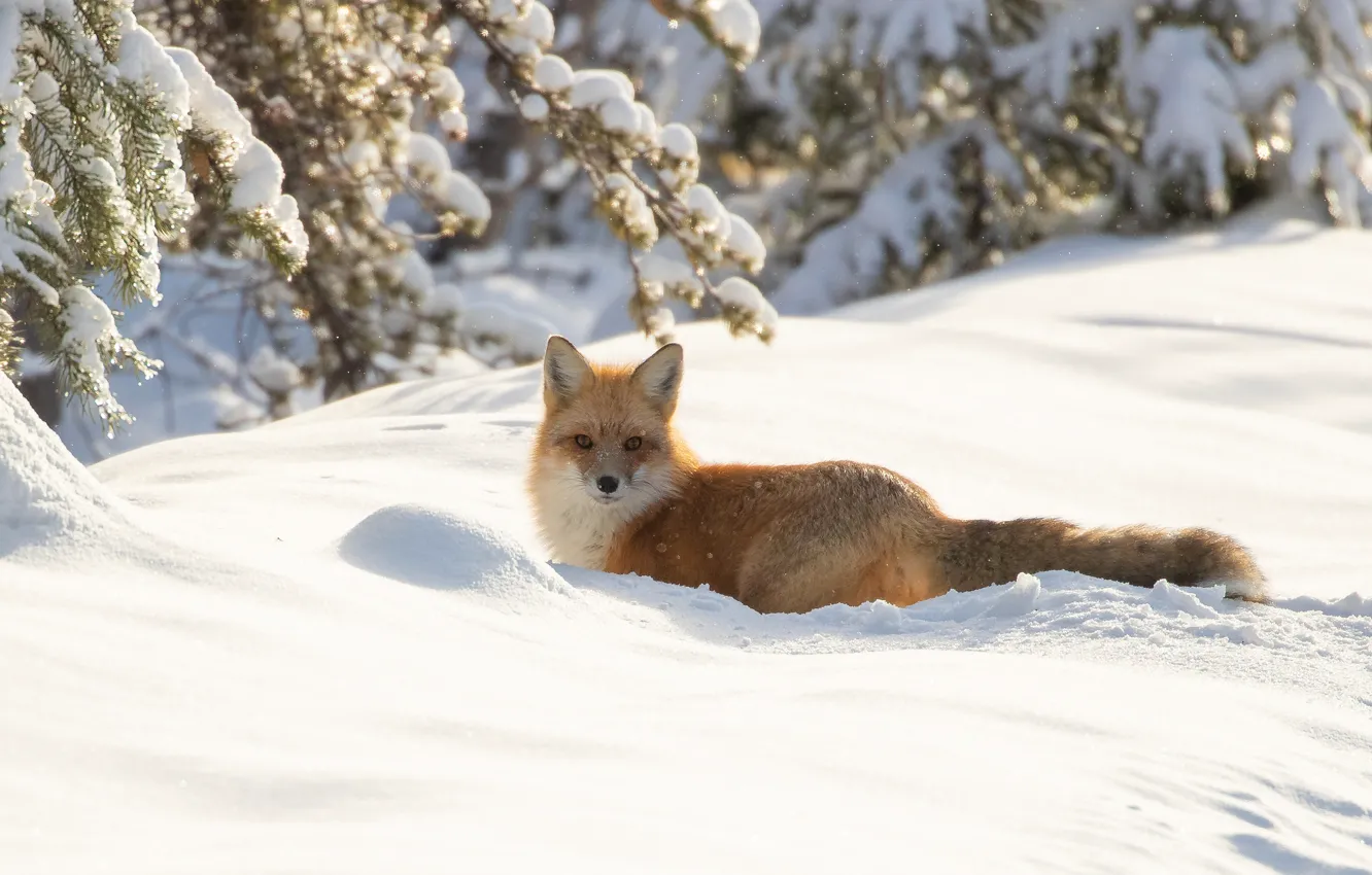 Photo wallpaper winter, snow, branches, Fox, the snow, walk