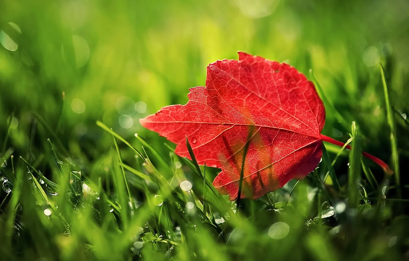Photo wallpaper grass, leaves, drops, red, lawn