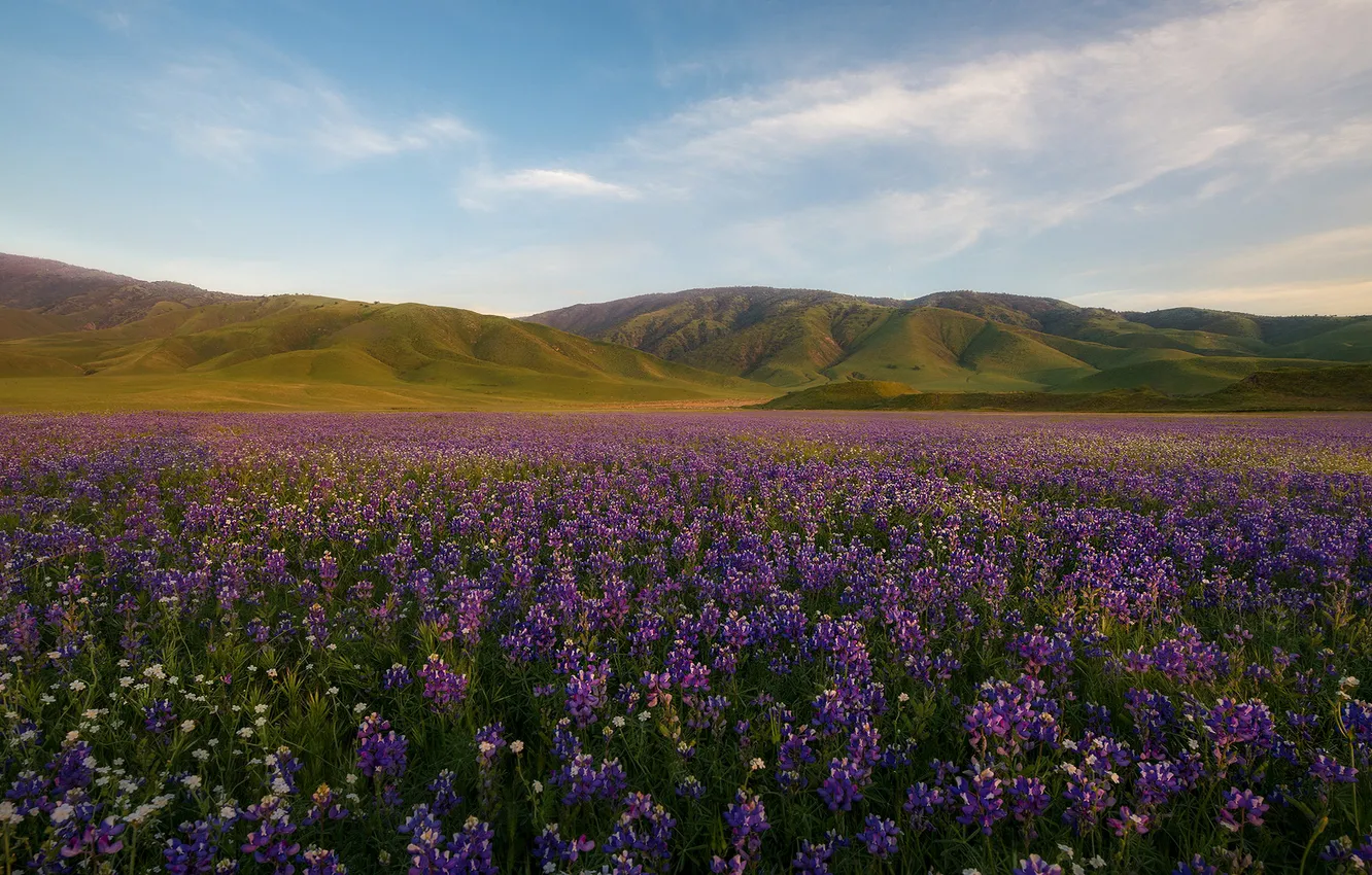 Photo wallpaper field, summer, the sky, clouds, flowers, mountains, hills, slope