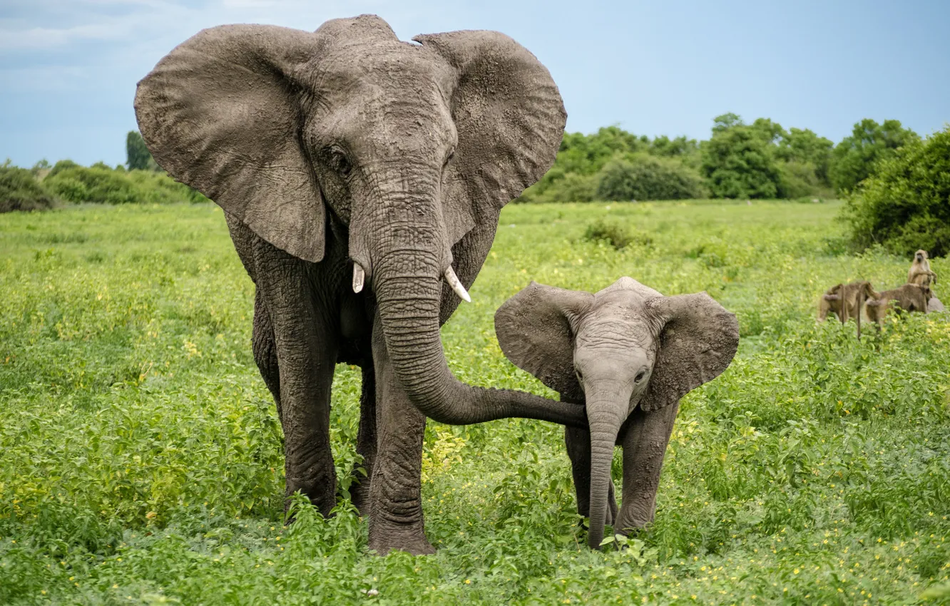 Photo wallpaper field, elephant, baby, the elephant, elephant