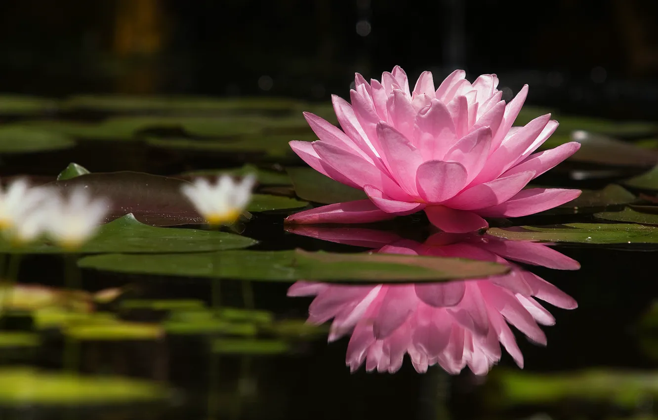 Photo wallpaper flower, lake, pink, tenderness, Nature, beauty, petals, Lotus