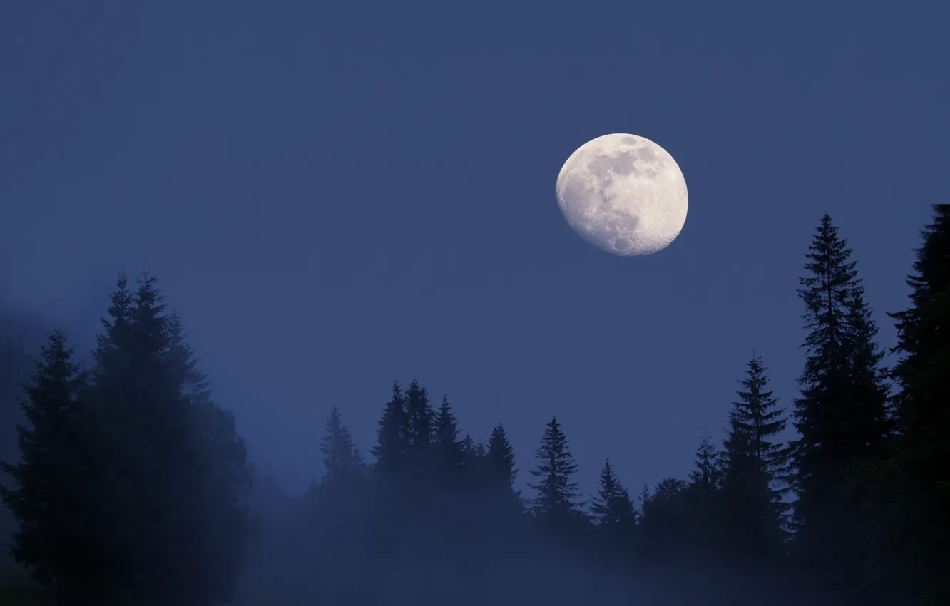 Photo wallpaper forest, the sky, trees, night, nature, fog, the moon