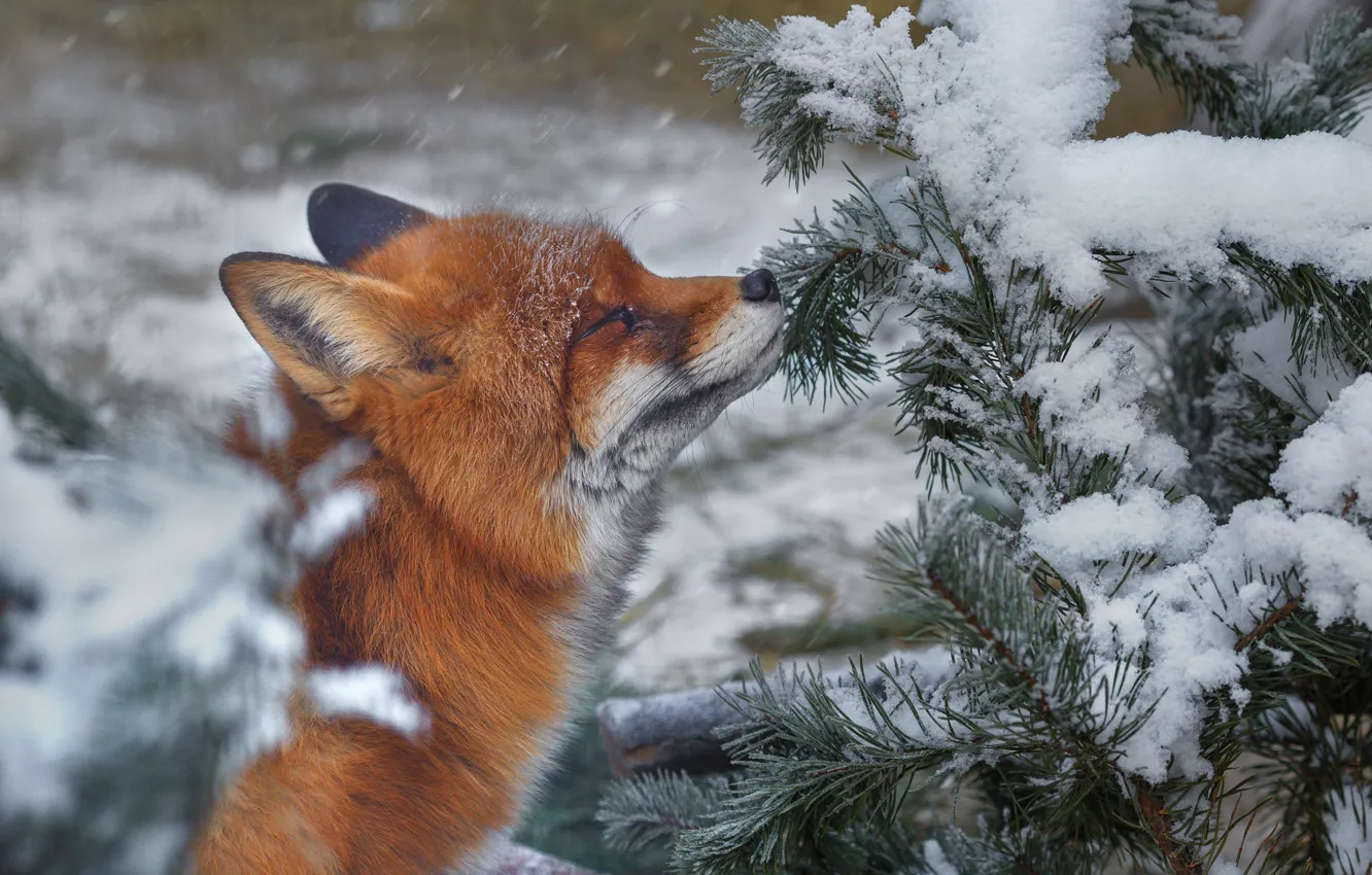 Photo wallpaper winter, snow, nature, animal, branch, Fox, needles, Fox